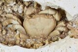 Fossil Crab (Potamon) Preserved in Travertine - Turkey #106456-2